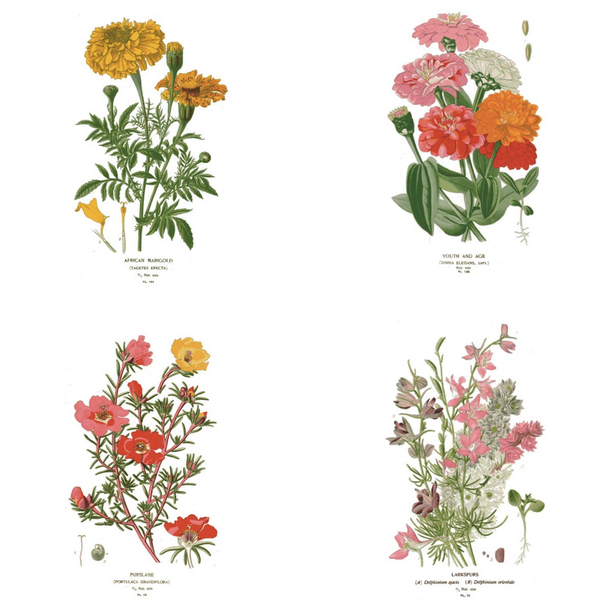 Vintage Botanical Greeting Card Set – Blank Flower Note Cards with Envelopes (Pack of 4)